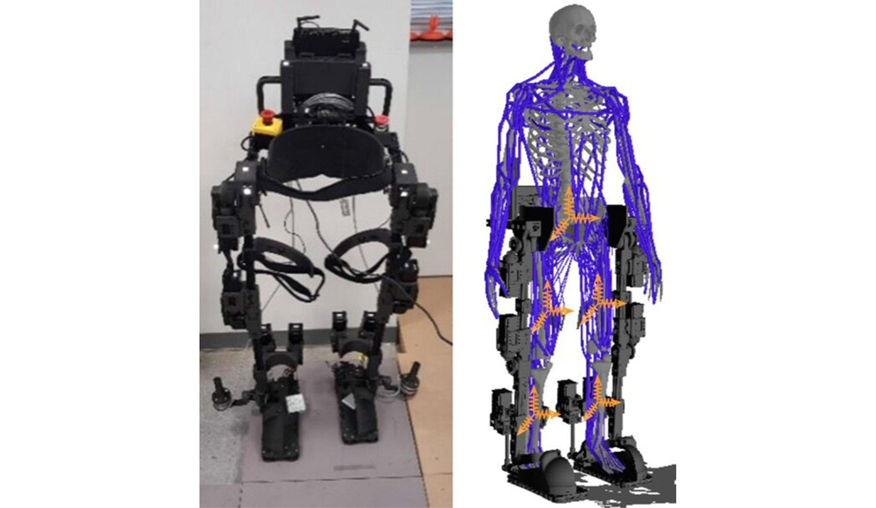 (سمت چپ) نمونه اولیه توسعه یافته اسکلت بیرونی رباتیک اندام تحتانی. (سمت راست) مدل یکپارچه اسکلتی عضلانی همراه با اسکلت بیرونی. محورهای مختصات زرد، قاب‌های بوش را نشان می‌دهند که به طور تصادفی روی LE-RE و مدل انسانی فیکس شده‌اند